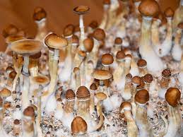 Can You Smoke Magic Mushrooms