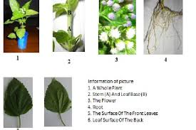 Image result for Ageratum conyzoides