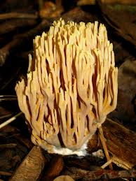 Image result for Ramaria stricta