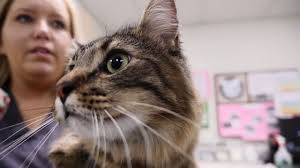 We have pets of our own so we know how important they are to you.they're part of your family. Veterinary Care Center Veterinary Medical Center Woodlands