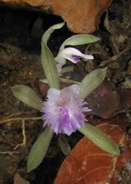 Image result for Nervilia crociformis