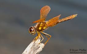 Image result for Pteris atrovirens