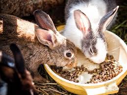 Allerdings haben wir ein problem. Wie Du Kaninchen Vor Hitze Schutzt Warum Abkuhlung So Wichtig Ist