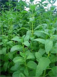 Image result for Ceratotheca sesamoides