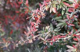Image result for Berberis julianae