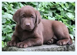 Chocolate labrador retrievers puppy pictures, family lab photos, everything about chocolate. Labrador Puppies For Sale Near Me Dog Breed