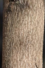 Image result for Cassinopsis ilicifolia