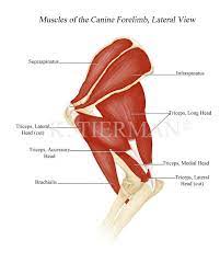 Start studying dog forelimb muscles. Muscles Of Canine Forelimb On Behance Anatomy Canine Dog Anatomy