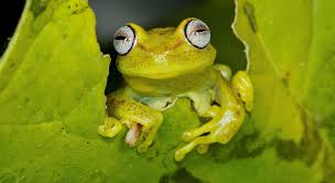 Image result for Xylotheca tettensis