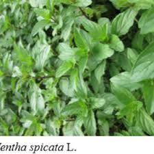 Maybe you would like to learn more about one of these? Pdf Les Micro Exploitations Agricoles De Plantes Aromatiques Et Medicinales Element Marquant De L Agriculture Urbaine A Ziguinchor Senegal