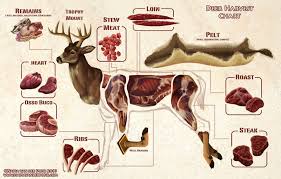 white tailed deer butchering diagram mule deer easy deer