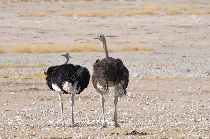 Mga resulta ng larawan para sa Ostrich male left, female right"