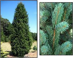This spruce is grown for its unique, weeping form. Columnar Norway Spruce Hinsdale Nurseries