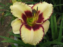 24 height early mid season 5 bloom semi evergreen. Daylily Hemerocallis Blueberry Sundae Garden En Com