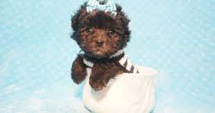 10 Teacup Dogs Too Cute Not To Share With The World Tea Cup Dogs Teacup Breeds Small Dog Breeds