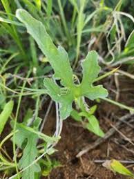 Image result for Cucumis ficifolius