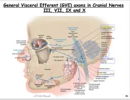 Cranial Nerves Nuclei And Internal Pathways Flashcards Quizlet