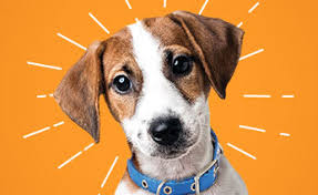 Ideas for pet adoption event marketing and promotion including flyers, giveaways, etc. Events At Petco