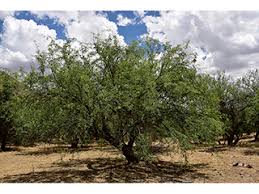 Image result for Prosopis glandulosa