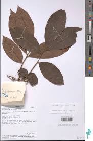 Image result for Eriocoelum