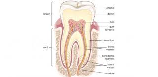 Please, try to prove me wrong i dare you. Tooth Anatomy Basics Trivia Quiz Proprofs Quiz