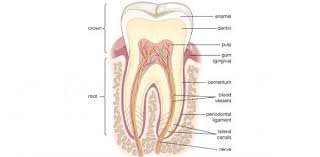 40 quiz questions and answers Tooth Anatomy Basics Trivia Quiz Proprofs Quiz