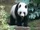 Image of How long does a panda live?