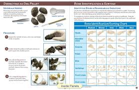 owl pellet prey visual id guide