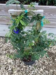 Image result for Clitoria ternatea