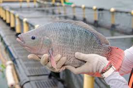 Image result for ikan
