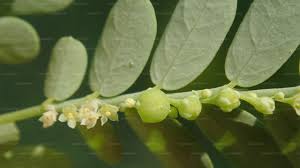 Image result for Phyllanthus amarus