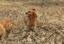 These adorable golden retriever puppies are looking for loving homes to go to in jan. Golden Retriever Puppy For Sale Adoption Rescue For Sale In Denver Colorado Classified Americanlisted Com