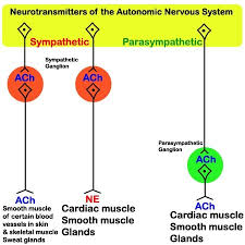 Pns Cns Multiple Choice Questions Condensed Study Flashcards Quizlet