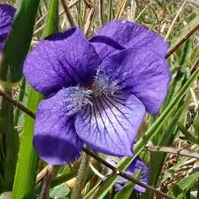 Image result for Viola abyssinica