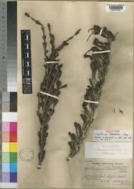 Image result for Myrothamnaceae