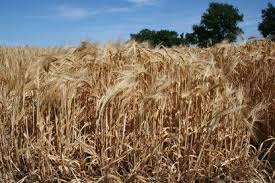 Meist erst wenn er reif ist, also wenn die früchte (und ganzen pflanzen) strohtrocken sind und die samen bei zerbröseln der schoten herausrieseln. Getreide Und Rapspreise Landwirtschaftskammer Schleswig Holstein