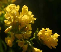 Image result for Sebaea leiostyla