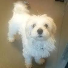 As an independent, local, 501(c)(3) nonprofit organization, the spca of texas is the leading, comprehensive animal welfare agency in north texas with two shelters and three spay/neuter clinics located in dallas and mckinney. Dallas Tx Maltese Meet Muffy A Pet For Adoption Pet Adoption Pets Adoption