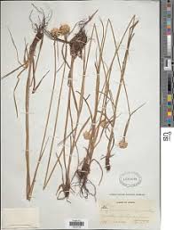Image result for Cyperus obtusiflorus