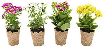 Kabloom Live Plant Collection Set Of 4 Kalanchoe And Mum Plants In A 3 Inch Burlap Container Planting Mums Plant Collection Live Plants