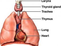 Check spelling or type a new query. Sistem Hormon Pada Manusia Dan Fungsinya Dosenbiologi Com