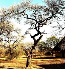 Image result for Turraea floribunda