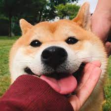 Doge meme dog memes wallpapers face. 9gag Cute Happy Doge Facebook