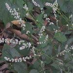 Image result for Celosia trigyna