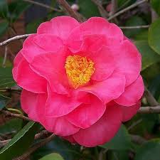 Edith Linton Flowers Linton Petals