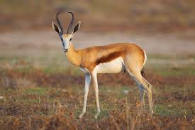 Mammals | Utah State Parks