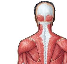 Origin, coracoid process of scapula; 2