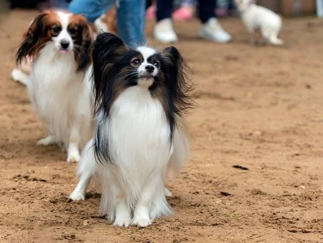 Papillon: Your Guide the Pup of Royalty [Temperament, Care, & More]