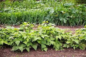 They mature in 50 to 55 days, while pole beans will take 50 to 60 days. How To Plant And Grow Green Beans Gardener S Path