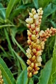 Image result for Persicaria senegalensis